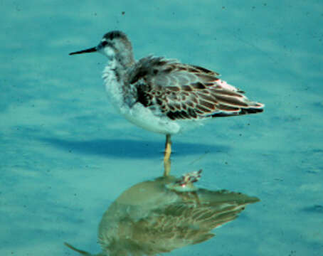 Image of Wilson's Phalarope