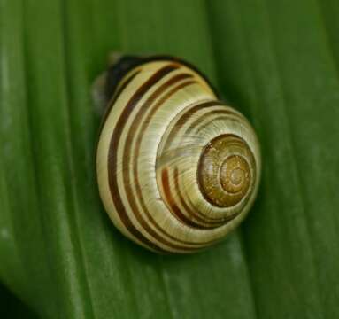 Image of Banded snails