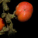 Image of Bunchosia macrophylla Rose ex Pittier