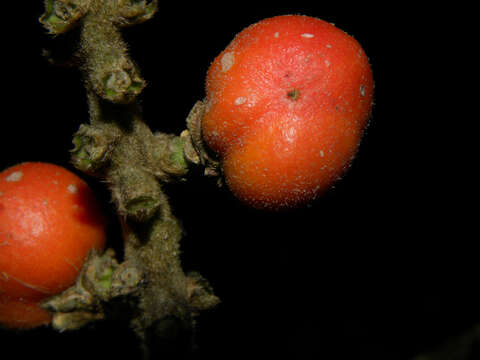 Image of Bunchosia macrophylla Rose ex Pittier