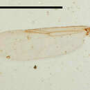 Image of Ceratopogon coracinus