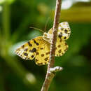 Image of speckled yellow