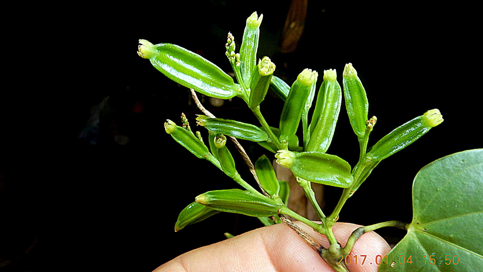 Dioscorea marginata Griseb. resmi