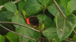 Imagem de Nymphalidae