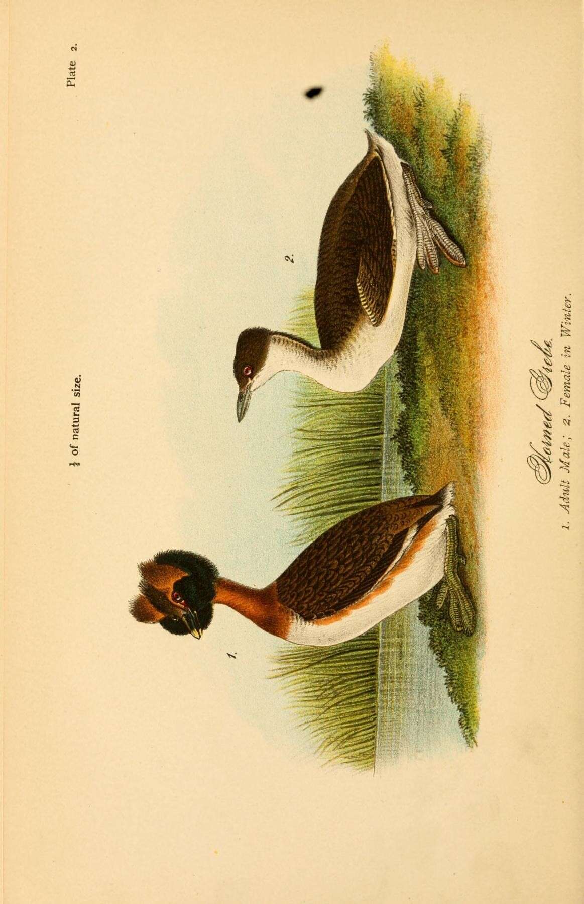 Слика од Podiceps Latham 1787