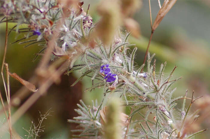 Image of Haplanthodes verticillatus (Roxb.) R. B. Majumdar