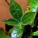 Sivun Actinostemon lasiocarpus (Müll. Arg.) Baill. kuva