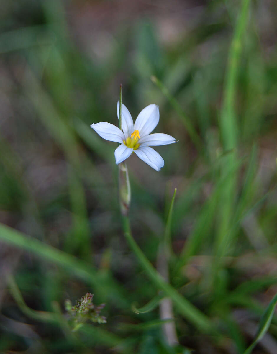 Image of Blue-eyed grass