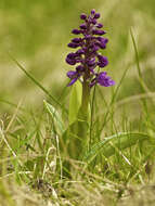 Image of Man Orchids