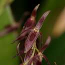 Image of Pleurothallis aggeris Luer