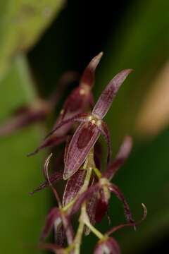 Image de Pleurothallis aggeris Luer