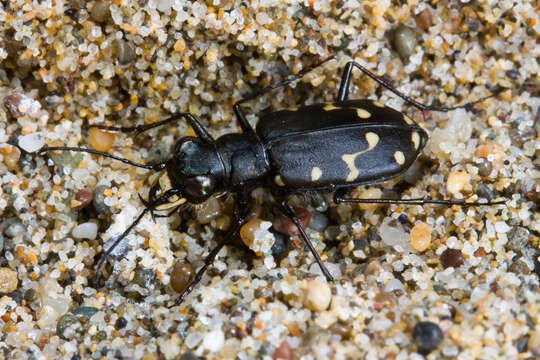 Plancia ëd Cicindela (Cicindela) oregona Le Conte 1856