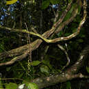 Слика од Bauhinia guianensis Aubl.