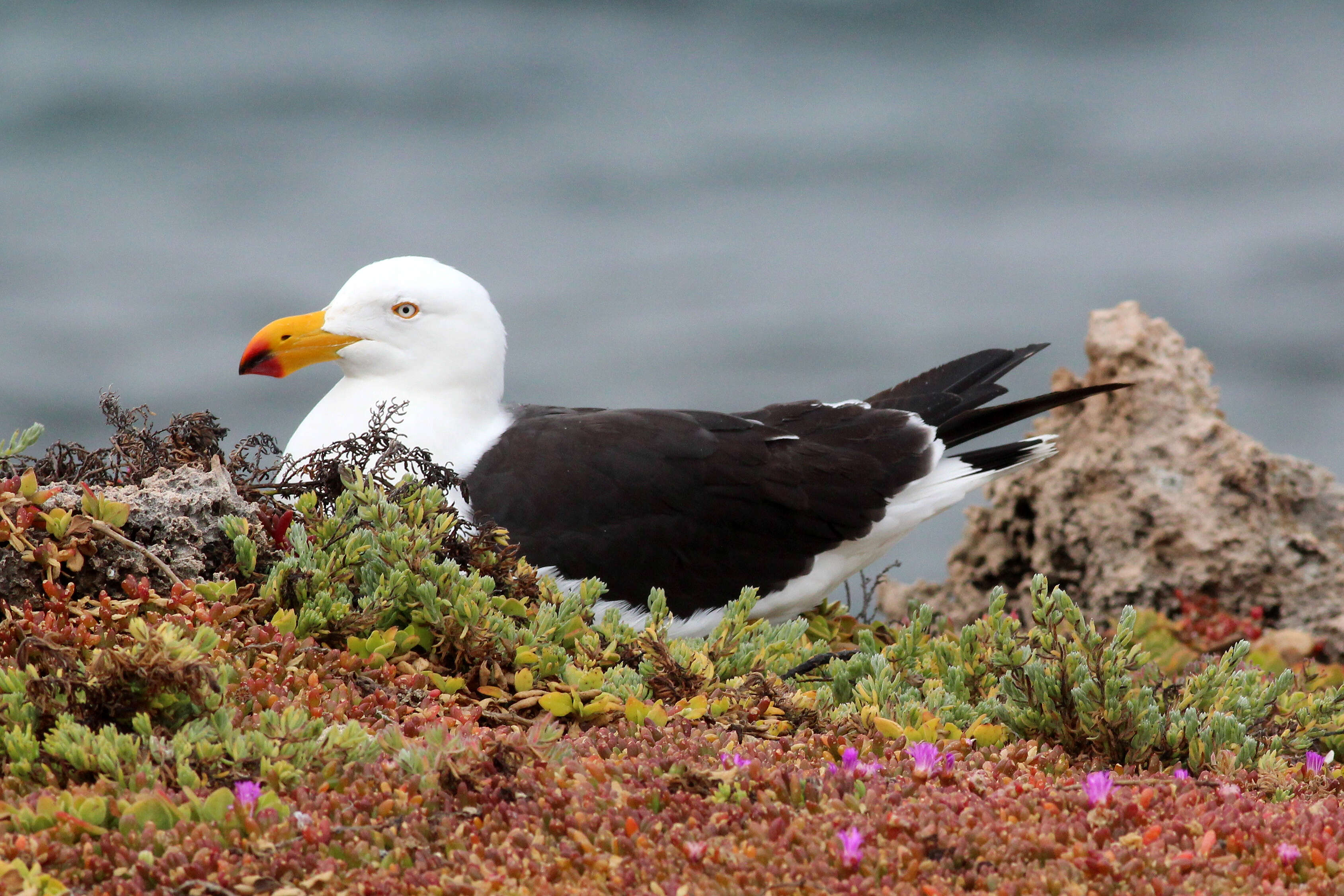 Image of Pacific Gull