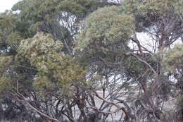 Image of red mallee