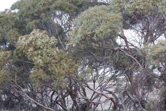 Sivun Eucalyptus gracilis F. Müll. kuva