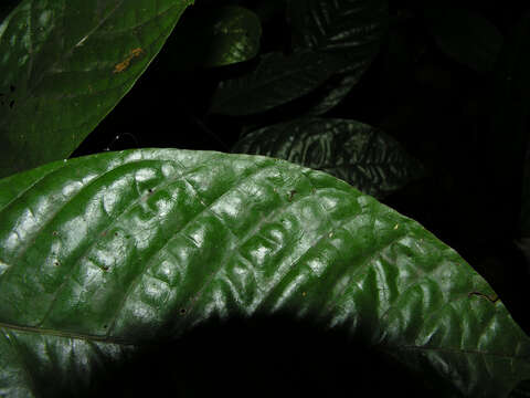 صورة Palicourea acuminata (Benth.) Borhidi