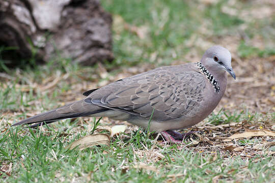 Image of spotted dove