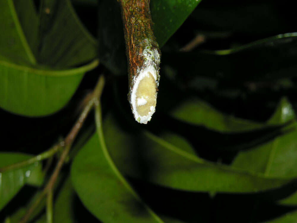 Image of chrysophyllum