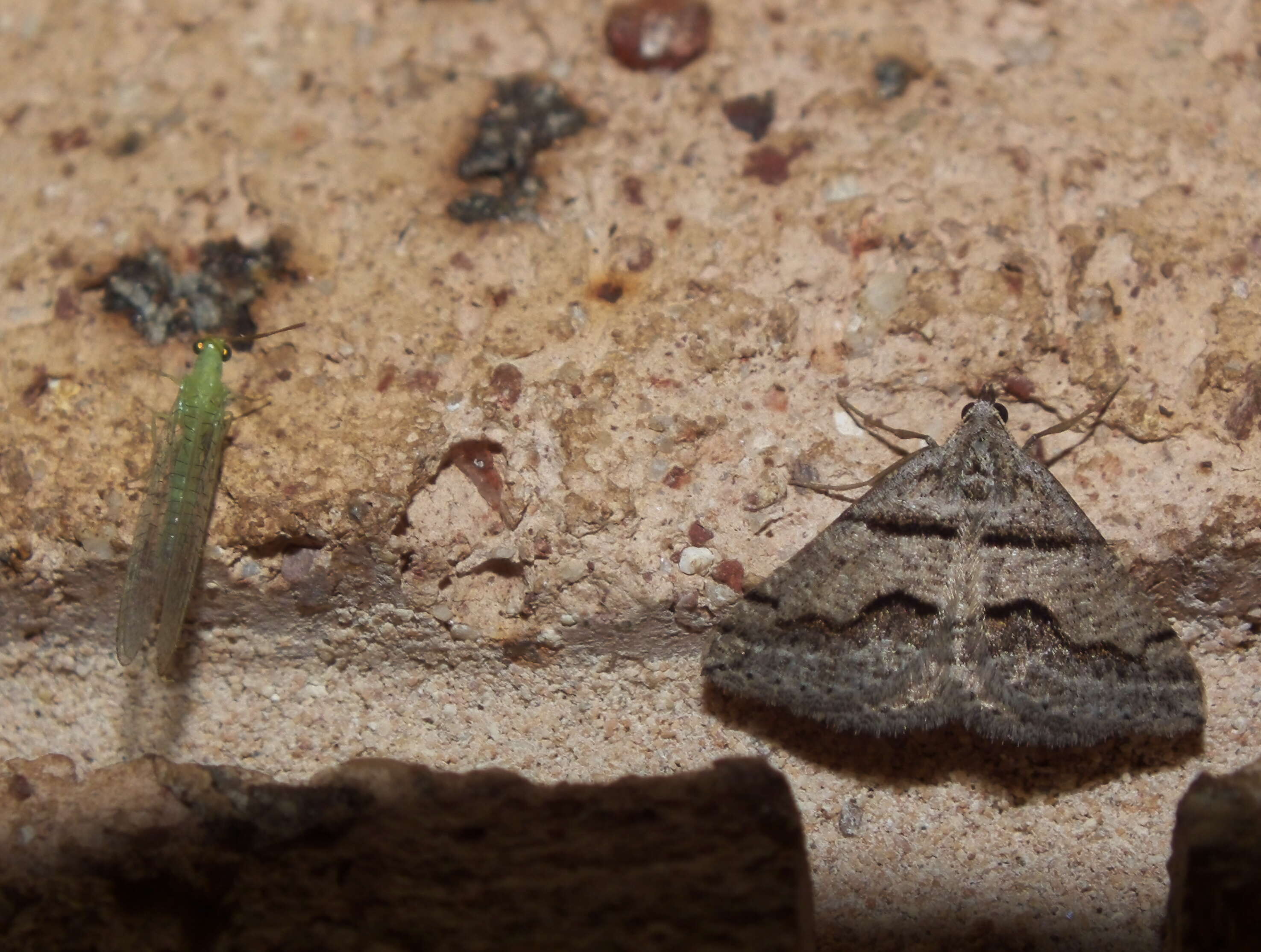 Plancia ëd Dichromodes