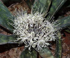 Image of Sansevieria scimitariformis D. J. Richards