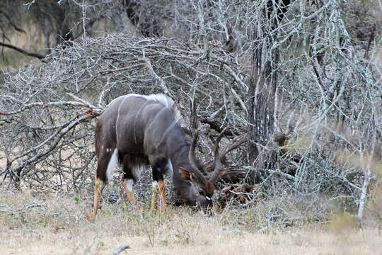 Image of Spiral-horned Antelope