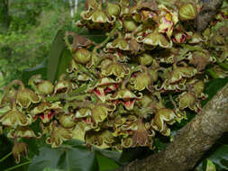 Слика од Sterculia apetala (Jacq.) Karst.