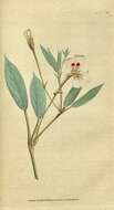 Image of Pelargonium lanceolatum (Cav.) Hort. ex Kern.