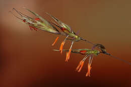 Image of wallaby grass