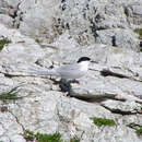 Image of White-fronted Tern
