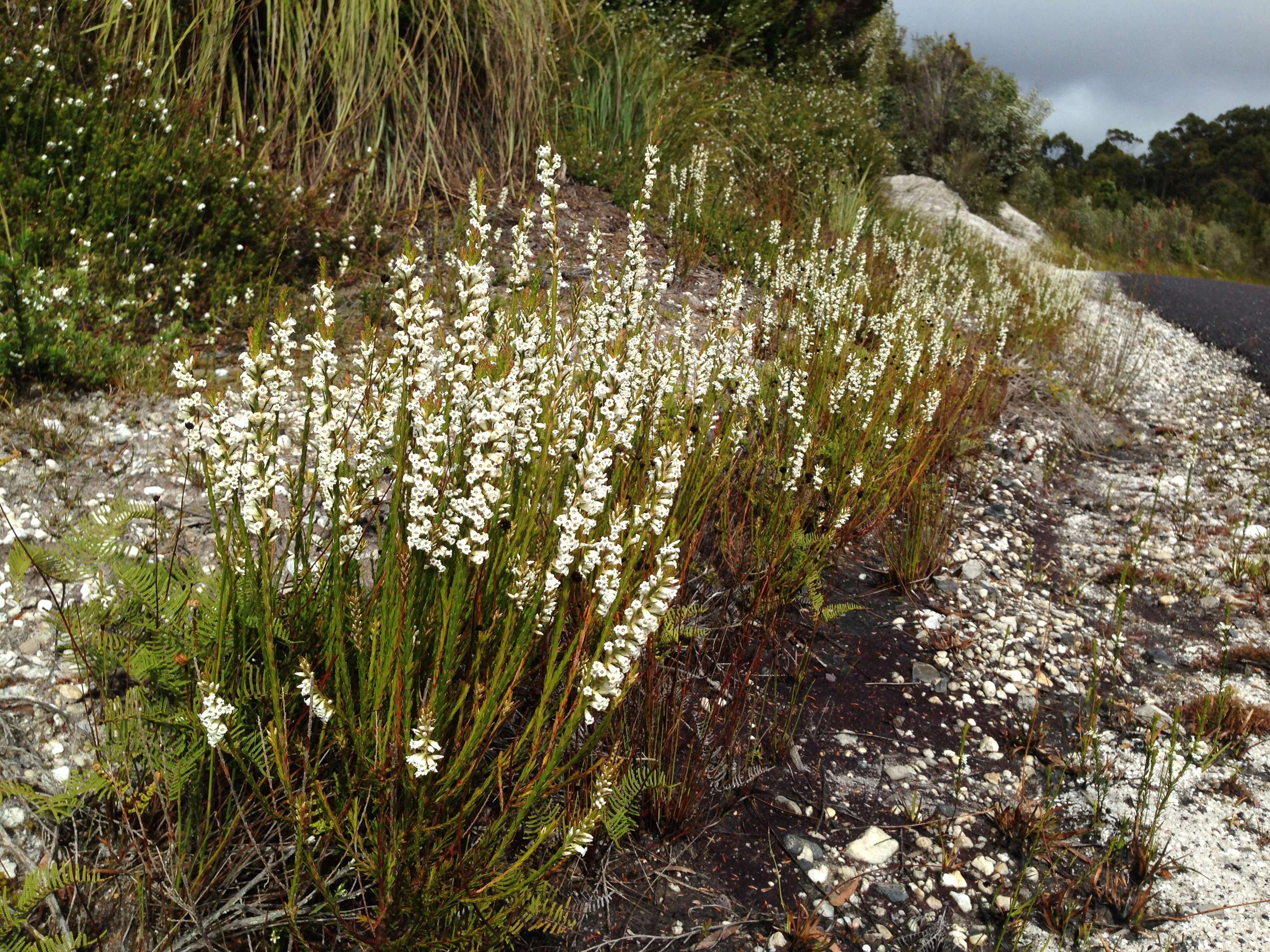 Image of Epacris