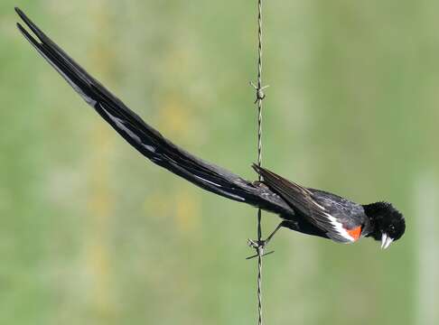 Image of Long-tailed Whydah