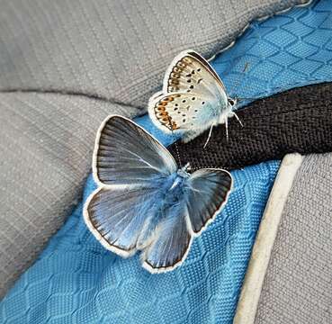 Imagem de Plebejus argus (Linnaeus 1758)