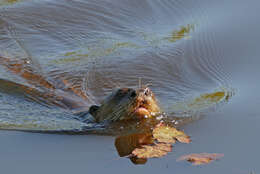 Image of giant otter