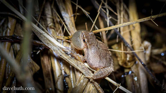 Image of Spring Peeper