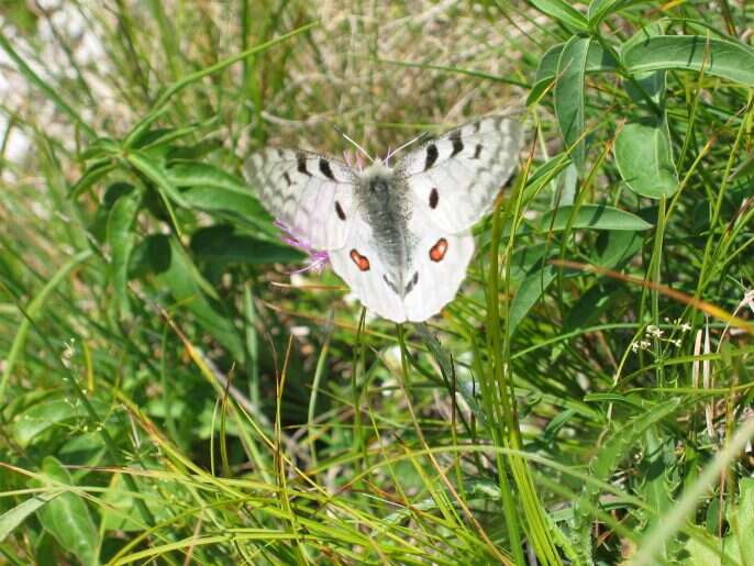 Image of Parnassius apollo brittingeri