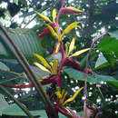 Image of Heliconia meridensis Klotzsch