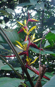 Imagem de Heliconia meridensis Klotzsch