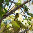 Image of Brown-capped Tyrannulet