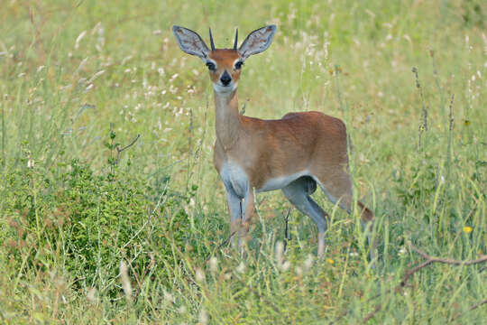 Image of Steenbok