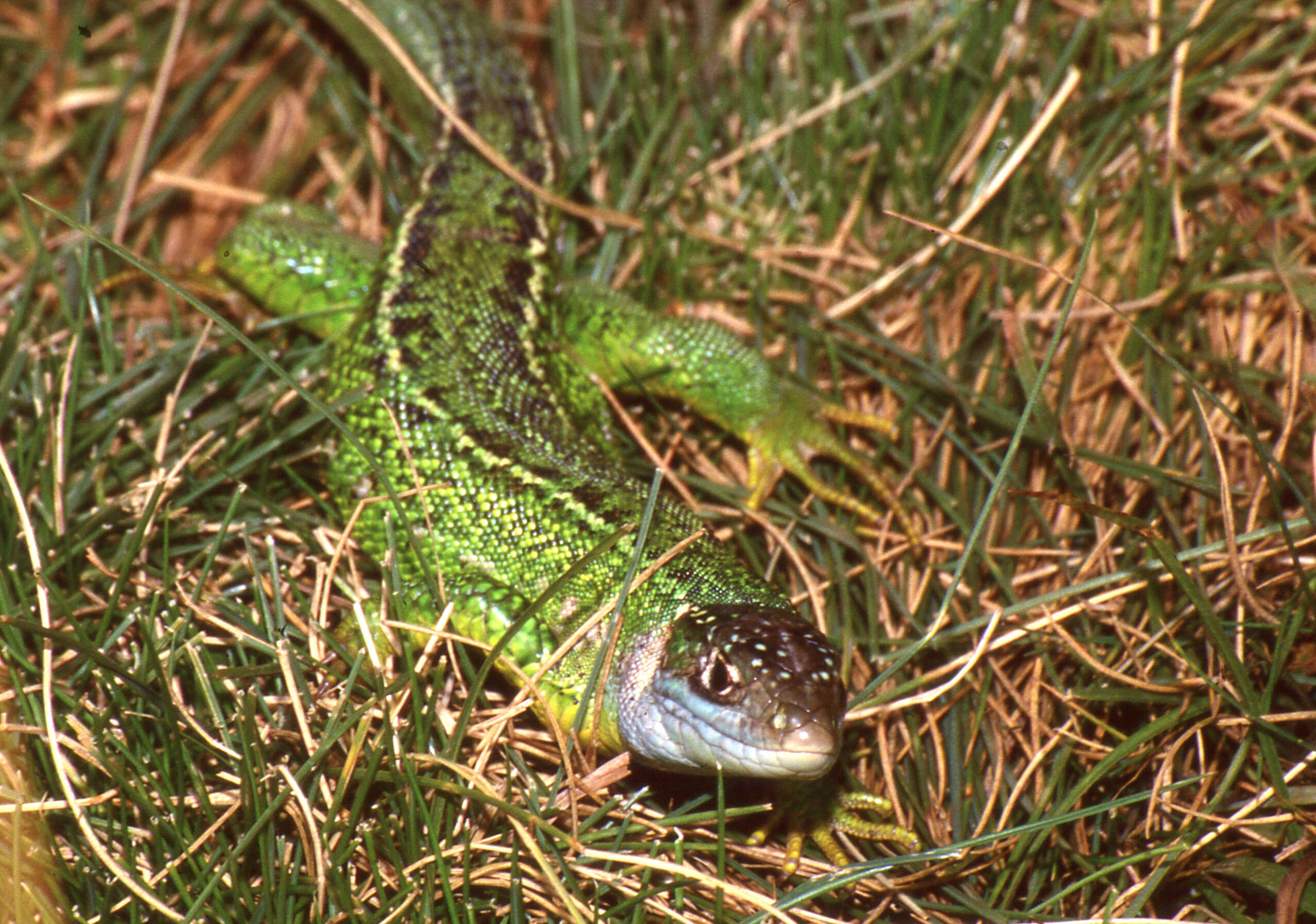 Image of Two-faced Neusticurus