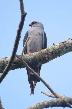 Image of Plumbeous Kite