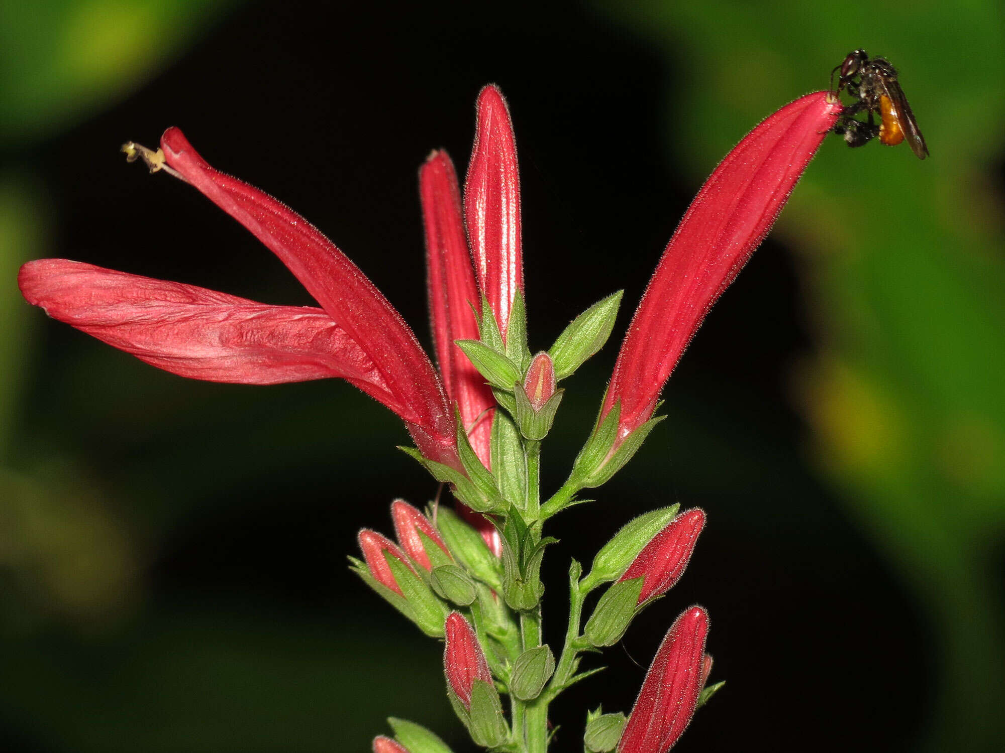 Image of Fox-colored Stingless Bee