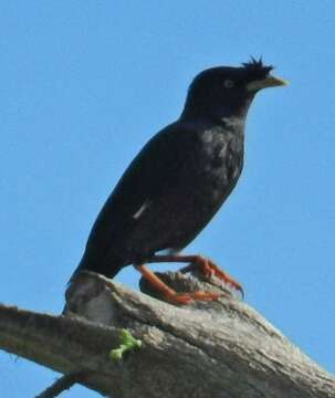 Image of Crested Myna