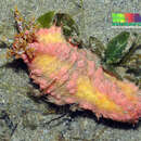 Image of pink sea cucumber
