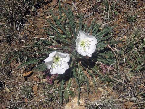 Image of tufted evening primrose