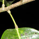 Sagotia racemosa Baill.的圖片