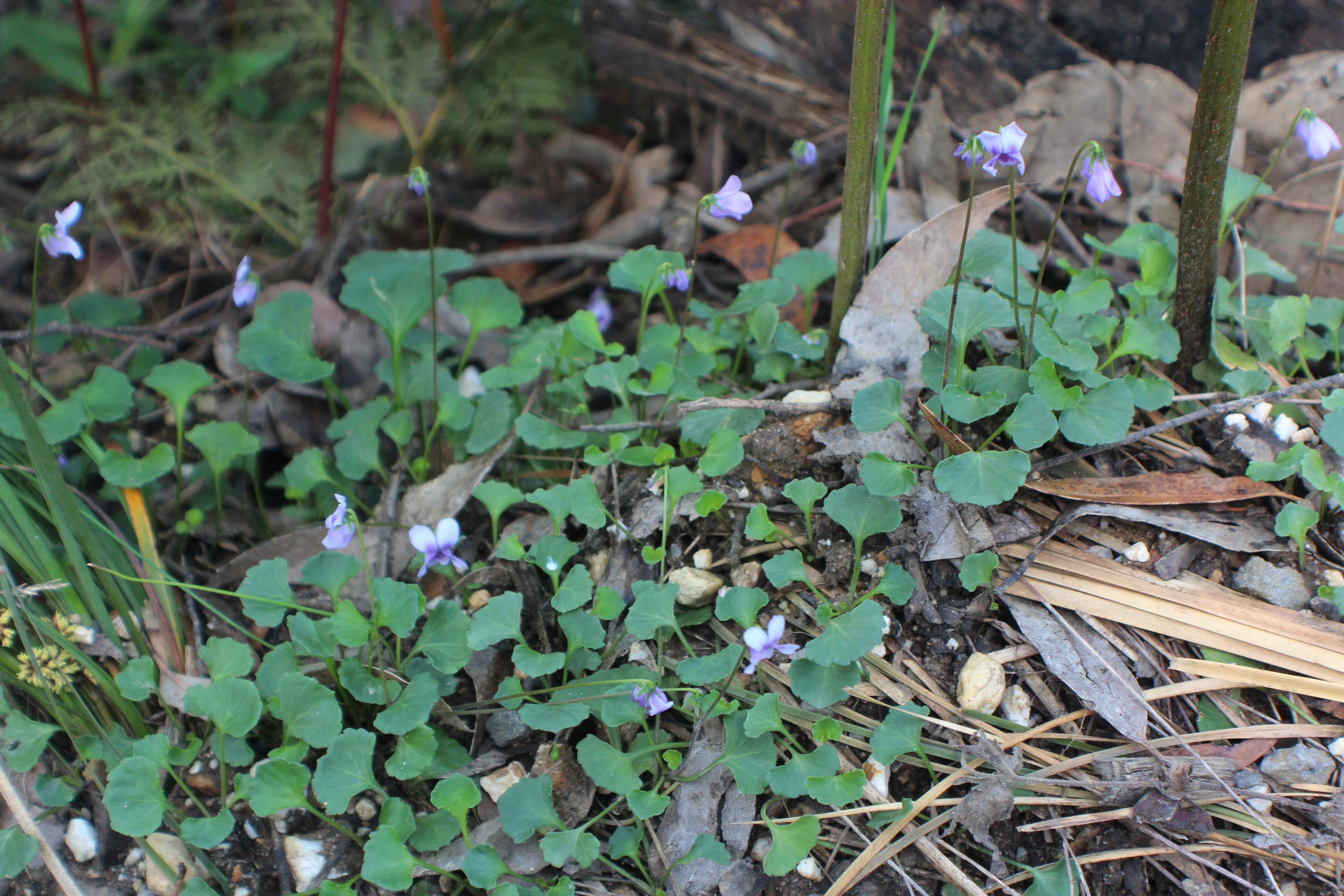 Image de Viola hederacea subsp. hederacea