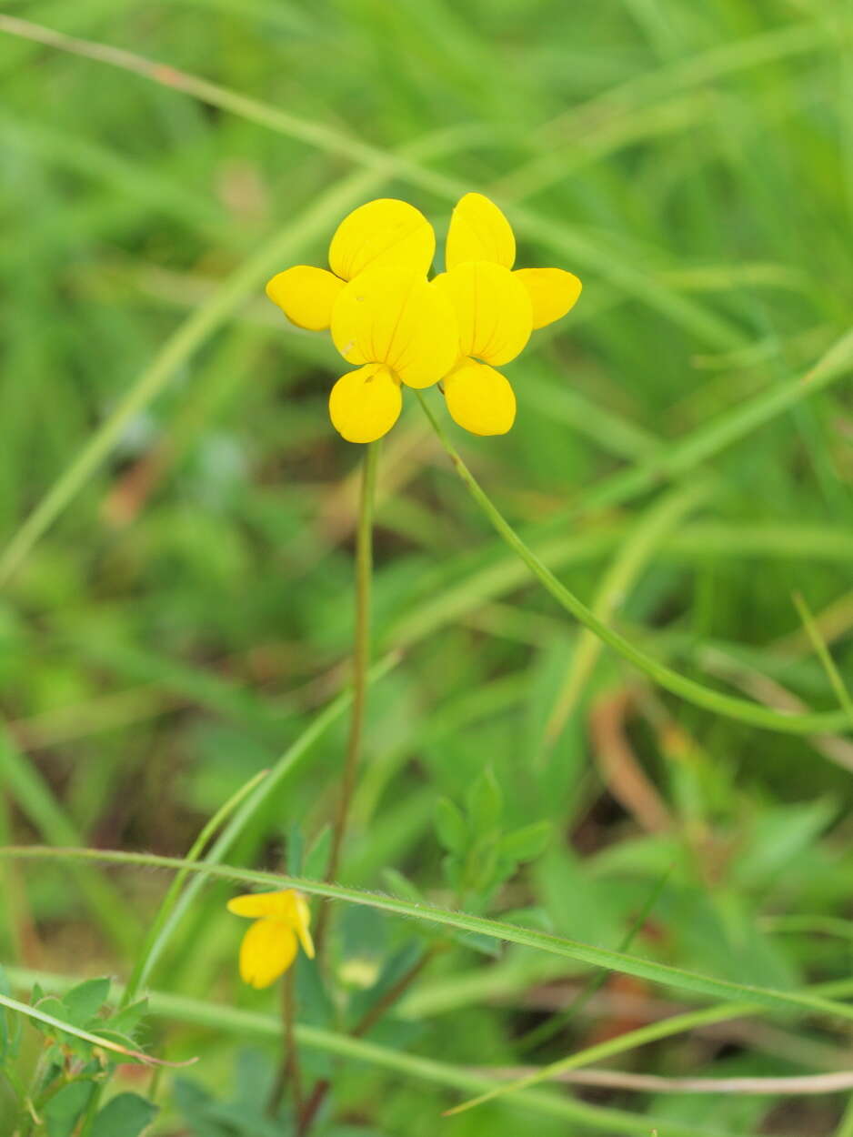 Image of Common Bird's-foot-trefoil