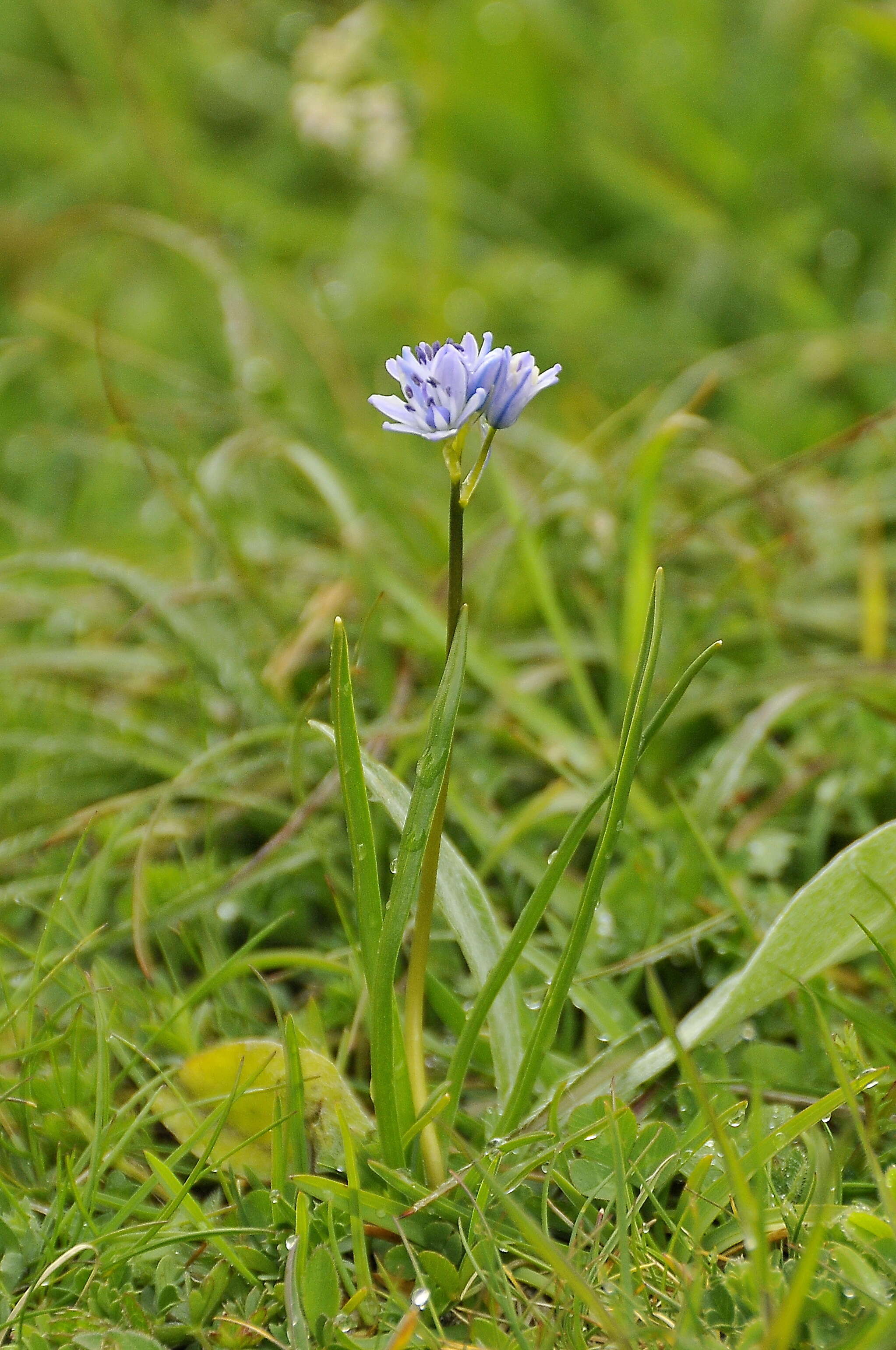 Image of Squill